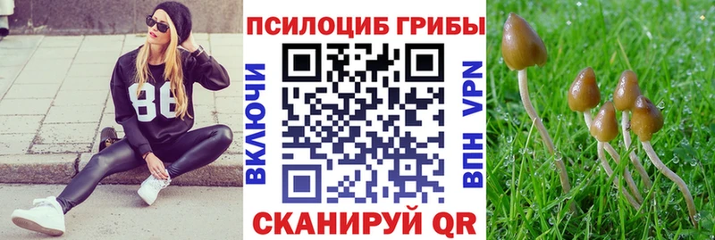 kraken ТОР  наркота  Закаменск  Галлюциногенные грибы Cubensis 
